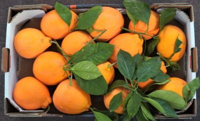 Foto Arance Varietà Tarocco Affgliati Origine Italia Calibro 6 Marchio Eccellenza Capitale 2